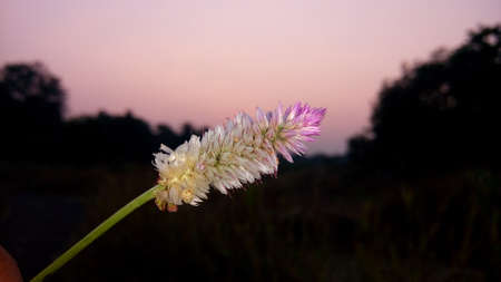 Night Visionの写真素材