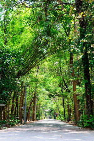 road in temple Khonkean,thailandの写真素材