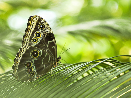 Butterfly sitting on a green leaf in the garden