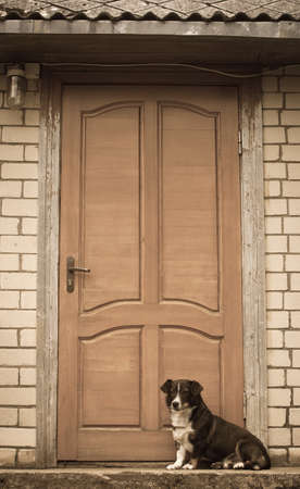 Faithful dog waits for his owner in front of the doorの写真素材