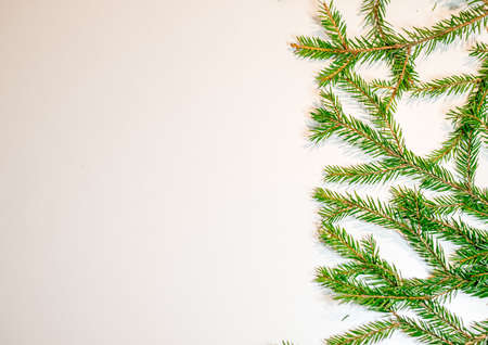 Green fir branches isolated on white background - New Year and Christmas themeの写真素材