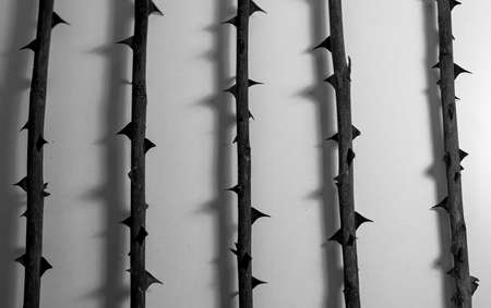 Abstract - rose stem with thorn like prison - black and whiteの写真素材