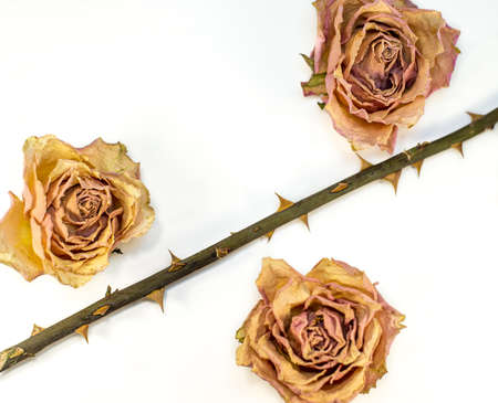 Abstract - dried rose stem with thorn like defense of beautyの写真素材