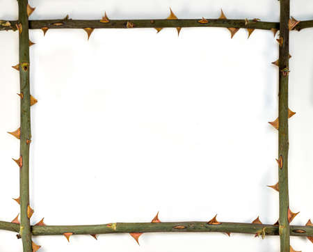 Abstract composition - frame from stem with thorn - limitation of mindの写真素材