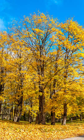 Autumn - yellow trees under deep blue sky in warm sunny dayの写真素材