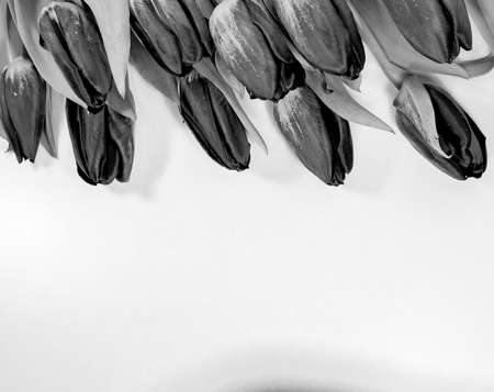 Black tulips isolated on white background - monochrome spring flowers post cardの写真素材