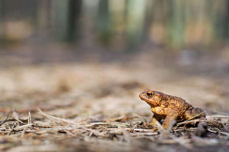 Brown frog hidden in the old forest fir waits springの写真素材