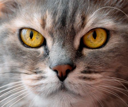 Yellow eyes cat portrait close up serious look huntingの写真素材