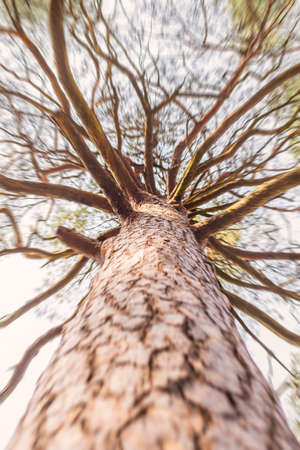 Looking up cracked bark tall pine tree with brunches in spring sunの写真素材