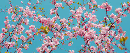 Sakura blossom - brunches with soft pink flowers of Japan cherry under blue skyの写真素材