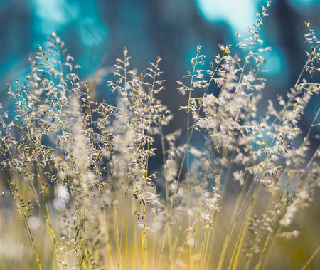 Golden fluffy grass with sunlight - blur background