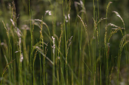Green fluffy grass with sunlightの写真素材