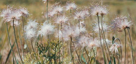 Golden fluffy grass with sunlight - blurred backgroundの写真素材