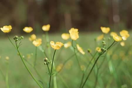 Small yellow flowers with dark backgroundの写真素材