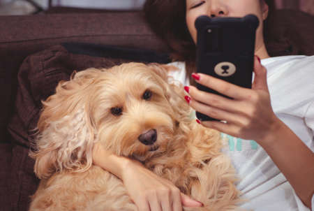 Pet and own. Cute asian woman hold puppy cockapoo dog use smartphone on sofa. Funny cocker dog play with owner. Adorable cockapoo, mixed breeding animal (brown fur Cocker Spaniel + little Poodle)の写真素材
