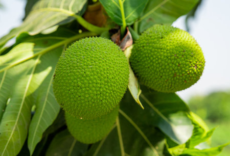 Beautiful Fresh breadfruit ( Artocarpus altilis ) hanking with green leaves in garden outdoor. plant for food or home decoration, Asian herbaceous tree. young green breadfruit with sunlight backgroundの写真素材