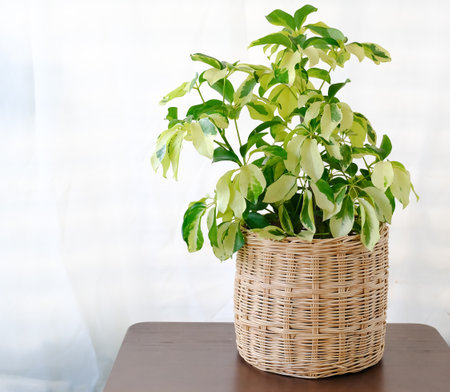 Variegated of Octopus Tree or Umbrella Tree (Schefflera Actinophylla, Schefflera Arboricola) in wicker pot on wood table. House plant for office or modern home interior decoration on white backgroundの写真素材