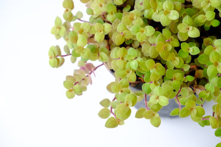 Turtle Vine (Inch Plant, Creeping Inch Plant, Creeping Basket Plant, Bolivian Jew) in a black pot isolated on white background. Mini Callisia repens are small golden green leaves hの写真素材