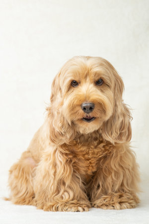 Happy Cockapoo dog sitting with doubt, suspicion on floor isolated white background. Puppy Cockapoo or adorable cocker mixed breeding animal (brown fur Cocker Spaniel, Poodle) Funny hairy canineの写真素材