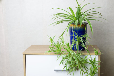 Fresh Spider Plant (Chlorophytum bichetii) with drops in blue ceramic pot, isolated on white wall background. Colourful flowerpot blooming on wooden cabinet, home or office interior decorationの写真素材