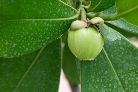 Autograph Tree fruit on nature background. Balsam Apple in Gardening indoors. Nice and modern space of home interior. Cozy home decor, Home garden. Houseplant for home or office decorationの写真素材