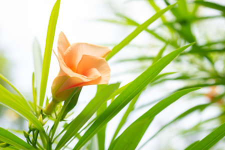 Trumpet flower or Yellow Oleander (Thevetia peruviana). Beautiful flower blooming in sunny garden, botanical nature background. Vibrant tropical blossom in full bloom on nature backgroundの写真素材