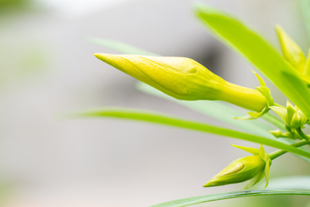 Trumpet flower or Yellow Oleander (Thevetia peruviana). Beautiful flower blooming in sunny garden, botanical nature background. Vibrant tropical blossom in full bloom on nature backgroundの写真素材