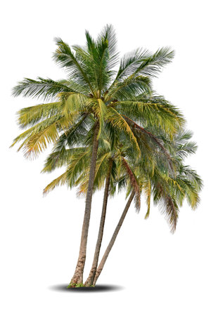 Vibrant foliage three big tree Coconut isolated on white background. Evergreen palm tree for design. Tropical colorful exotic lush plant. Green leaf garden decor. Forest wood summer beach seasonの写真素材