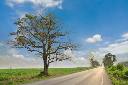 Country road and green farmland landscape in spring season. Field plantation with blue sky background. Rural asphalt highway and white clouds. Green fresh grass cover the hills countrysideの写真素材