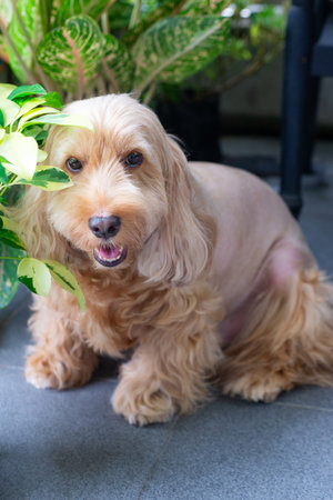 Cute baby Cockapoo dog sit on floor. Puppy Cockapoo or adorable cockerpoo is mixed animal (brown fur...