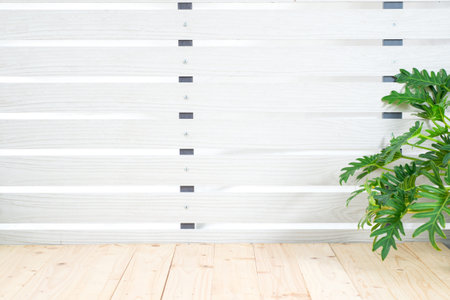 Philodendron tree (Philodendron xanadu) in pot on wooden table, white wall background. Exotic plant with large green leaves, branch in rattan basket. Copy space for product design backdrop conceptの写真素材