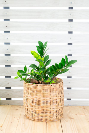 Zamioculcas zamiifolia or Zanzibar gem, ZZ plant in basket on wooden table, white wall background. Green leaf flower pattern for home interior design. Garden and house conceptの写真素材