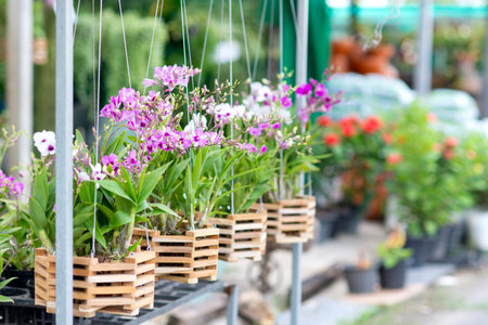 Colorful orchid phalaenopsis. Variety Blooming orchid pot in garden, nature background, gardening hobby. Purple, pink, orange, red, yellow orchids blossom in market shop. Home flower growth in summerの写真素材