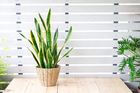 Snake plant, Dracaena trifasciata, Devil Tongue (Sansevieria trifasciata) in clay pot on white...