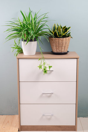 Fresh Spider Plant (Chlorophytum bichetii) and Snake plant in white flower pot, isolated on white...