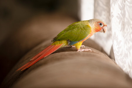 Parrot sitting on a sofa in the living room, close-upの写真素材