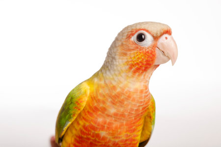 Parrot isolated on a white background, close-up portrait.の写真素材