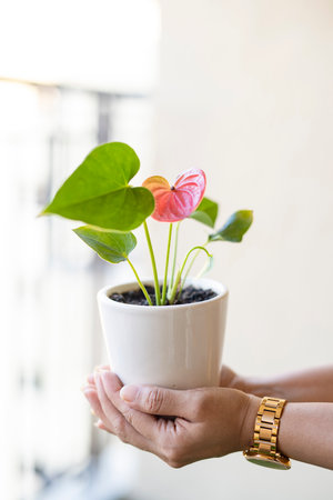 Beautiful anthurium flower in a pot in female hands.の写真素材