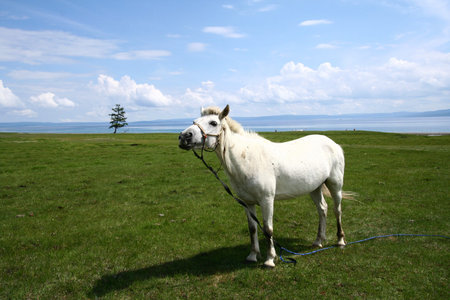 white horseの写真素材