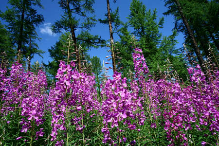 flowers in summerの写真素材