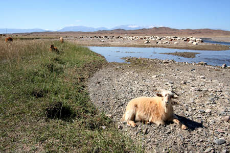 goat by the riverの写真素材
