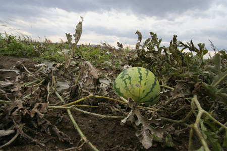 watermelon harvestingの写真素材