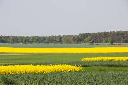 The rape fields are blooming yellow and form patterns in the landscapeの写真素材
