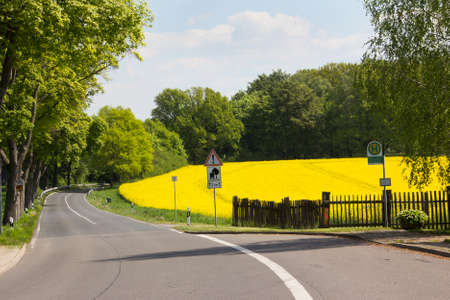 a yellow blooming rape field at a  small coutry road の写真素材