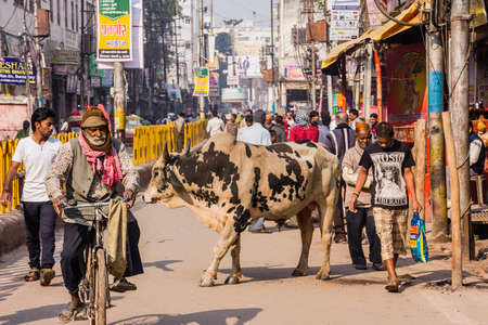 A street scene with holy cow in the city of Varanasiのeditorial素材