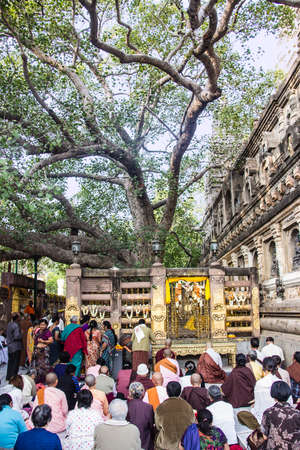 people are sitting and meditating underneath the bodhi tree, the tree under which the Buddha became enlightenedのeditorial素材