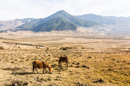 Horses in the beautiful Phobjika valley at a height of 3000m 