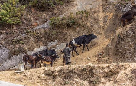 A Bhutanese farmer is driving his cattle up a steep hill, near Rukubji Village, Bhutanの写真素材