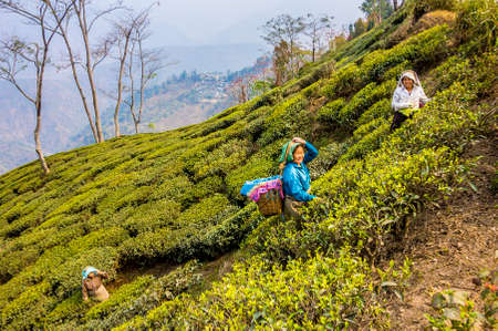 tea pickers in the teaplantations of darjeeling, dressed in colorful clothes, are plucking the fresh tea leaves  from the bushes  It is the first harvest in the year のeditorial素材