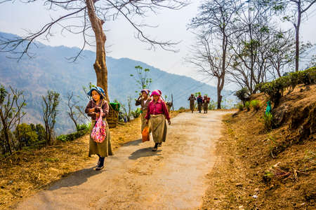 tea pickers in colorful clothes are walking through a tea plantation of Darjeeling のeditorial素材
